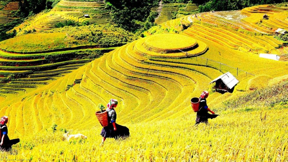 lao chai ta van 5f95bb1a3f2b9