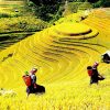 lao chai ta van 5f95bb1a3f2b9